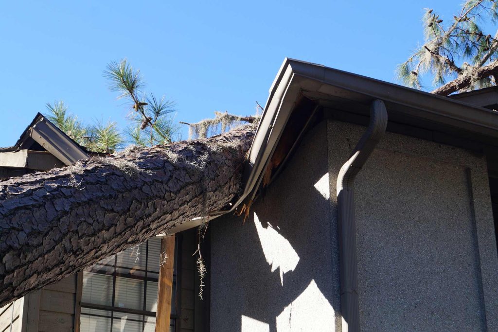 tree damaging roof